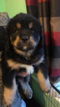 Cute male and female Tibetan Mastiff Puppies available