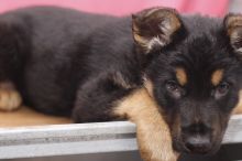 German Shepherd puppies