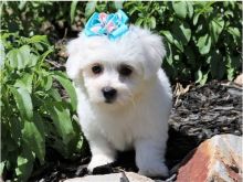 Male and female Bichon Frise puppies