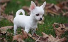 Male and Female Chihuahua puppies