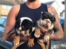 Two Cute English Bulldog Puppies for Free Adoption