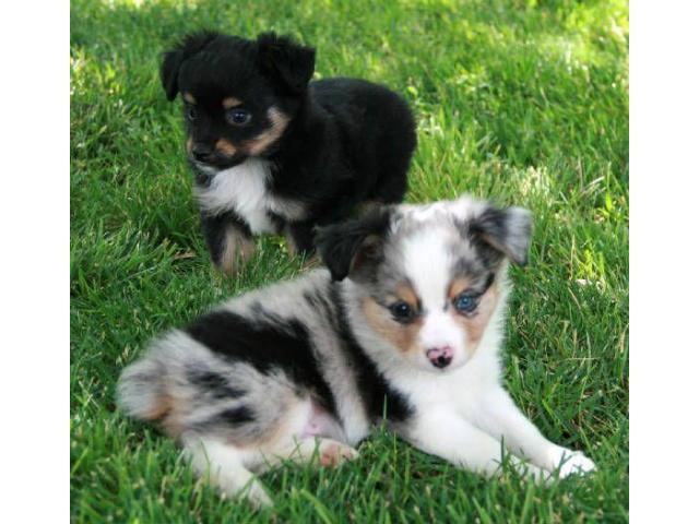 Australian Shepherd puppies Males and Females Image eClassifieds4u