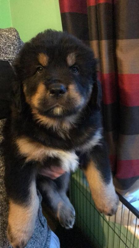 Cute male and female Tibetan Mastiff Puppies available Image eClassifieds4u