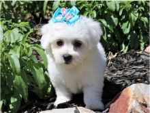 Beautiful Bichon frise puppies Image eClassifieds4U
