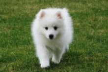 Trained Spitz puppies Image eClassifieds4U