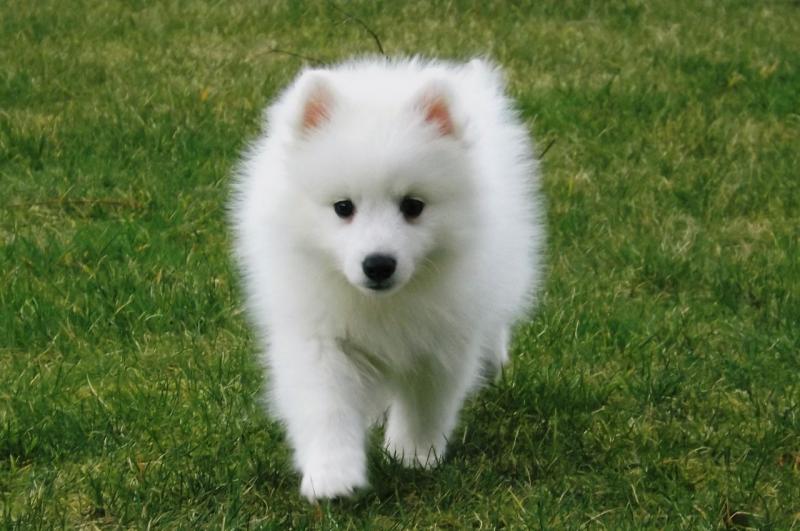 Trained Spitz puppies Image eClassifieds4u
