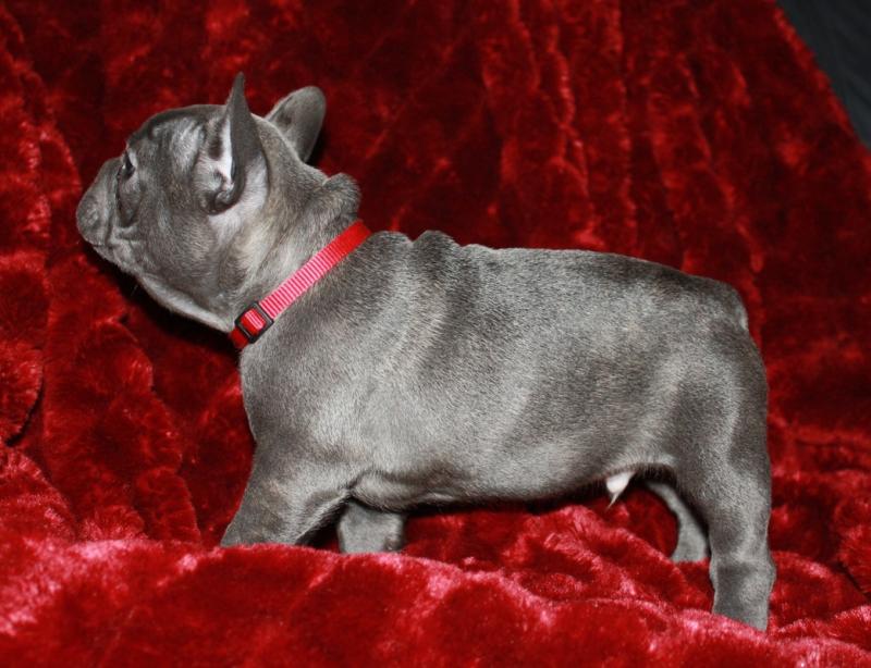 two adorable CKC Blue French Bulldog Puppies For Sale Image eClassifieds4u