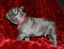 two adorable CKC Blue French Bulldog Puppies For Sale