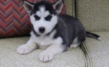 Charming Siberian Husky Puppies for Sale