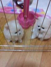 Cute and lovely white male and female Pomeranian puppies available