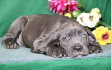 Male n female Cane Corso Puppies For Sale