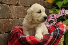 We have vet checked Golden Retriever Puppies For Sale