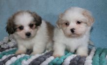 We have vet checked Lhasa Apso Puppies For Sale