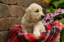 We have vet checked Golden Retriever Puppies For Sale Image eClassifieds4U