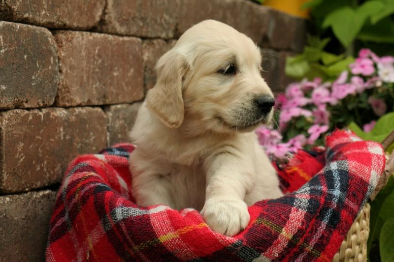 We have vet checked Golden Retriever Puppies For Sale Image eClassifieds4u