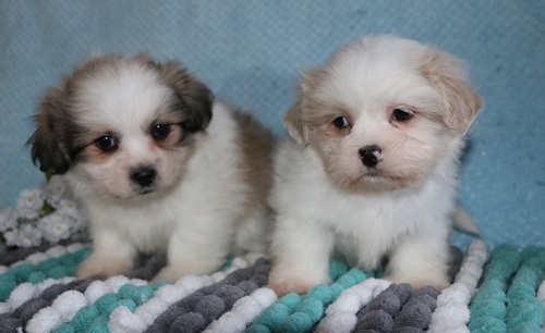 We have vet checked Lhasa Apso Puppies For Sale Image eClassifieds4u