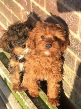 AKC Standard Toy Poodle