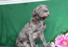 Two amazing Cane Corso Puppies For Sale. 12 weeks old