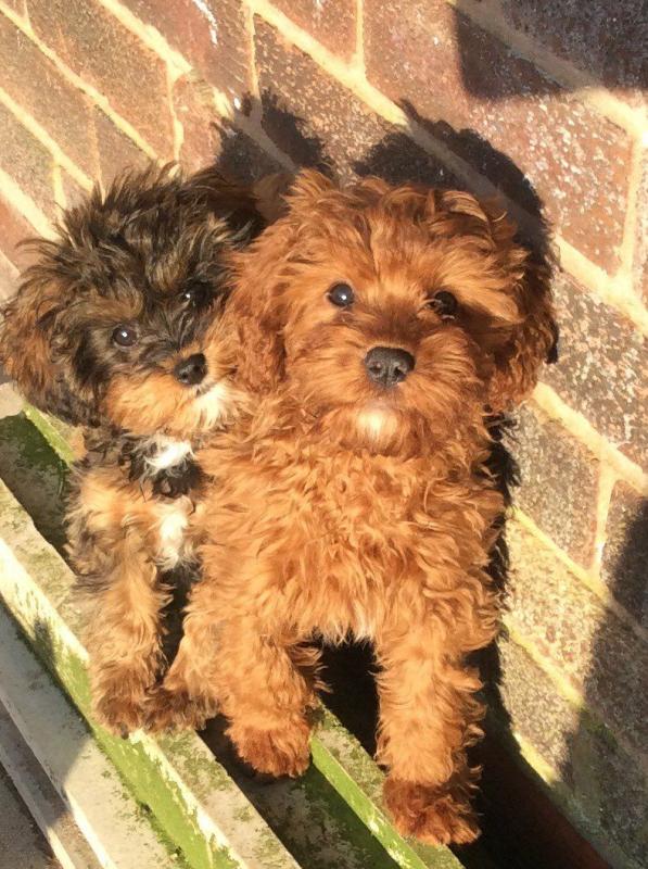 CKC Lovely Toy Poodle Puppies for Sale Image eClassifieds4u