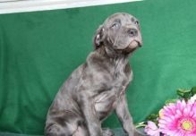 Two amazing Cane Corso Puppies For Sale. 12 weeks old Image eClassifieds4U