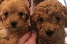 A stunning, imperial, female and male Toy Poodle!