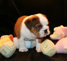 Cute Adorable English Bulldog Puppies text :(365) 801-0230