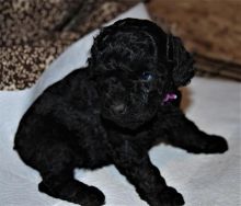 Cute Toy Poodle Puppies Available Now For Adoption