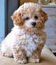 Cute Toy Poodle Puppies Available Now For Adoption