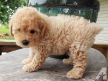 Cute Toy Poodle Puppies Available Now For Adoption
