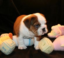 English Bulldog puppies seeking a home, text:(365) 801-0230