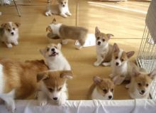 Pembroke Welsh Corgi Puppies Available Now For Adoption