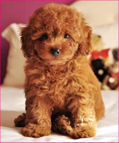 Cute Toy Poodle Puppies Available Now For Adoption Image eClassifieds4u