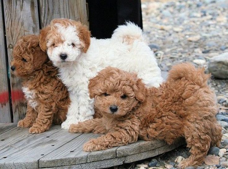 Cute Toy Poodle Puppies Available Now For Adoption Image eClassifieds4u