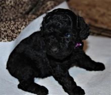 Cute Toy Poodle Puppies Available Now For Adoption Image eClassifieds4U