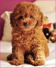 Cute Toy Poodle Puppies Available Now For Adoption Image eClassifieds4U