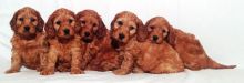 Gorgeous Toy Poodle puppies all ready Image eClassifieds4u 2