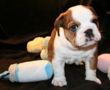 Purebred English Bulldog puppies, text: (365) 801-0230 Image eClassifieds4u 3