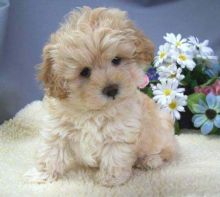 Cute Toy Poodle Puppies Available Now For Adoption