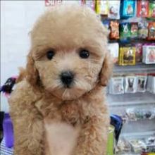 Toy Poodle Puppies Available Now For Adoption