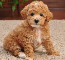 Toy Poodle Puppies Available Now For Adoption