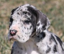 2 female n 2 male Great Dane Puppies For Sale TEXT ONLY (317) 939 3419