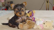 ****Charming Yorkie puppies available for pickup. text:(819) 975-7983
