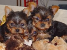 Quality super cute YORKIE PUPPIES for free. text: (819) 975-7983
