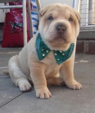 Amazing Shar Pei Puppies For Sale