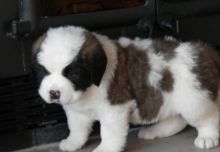 Amazing St. Bernard Pups For Sale