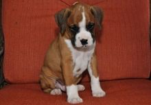 beautiful Boxer Puppies For Sale TEXT ONLY (317) 939 3419