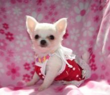 Beautiful CKC certified Chihuahua puppies seeking a home. Text> (647)-558-4992