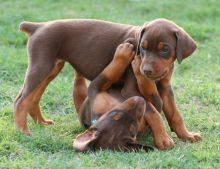 Champion Pedigree Bred Doberman Puppies (kc Reg'd)