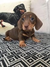 CKc Reg Standard Dachshund Ready