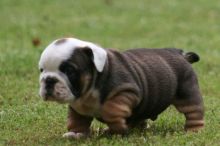 English bulldog puppies ready for re homing